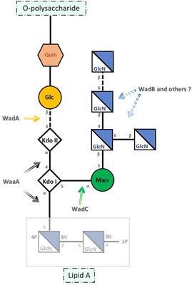 WadD, a New Brucella Lipopolysaccharide Core Glycosyltransferase Identified by Genomic Search and Phenotypic Characterization